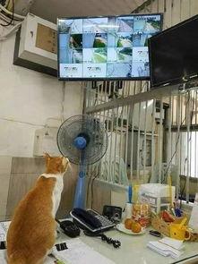 监控动物变成人的视频,动物变身人间的神秘瞬间