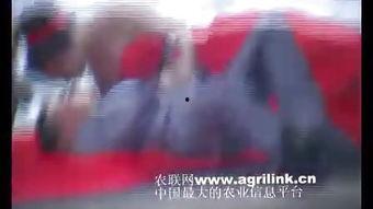 成人接吻的视频原声,成人接吻视频原声揭秘